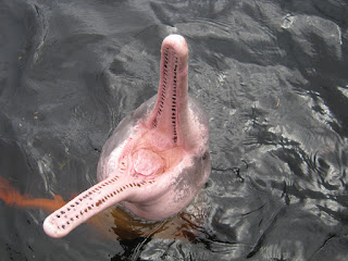 Amazon nehri yunusları heterodont dişlere sahiptir