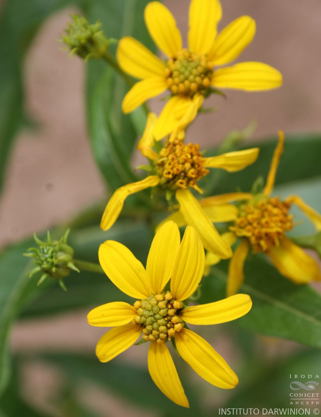 Argentina nativa Chilca amarilla (Flourensia thurifera)