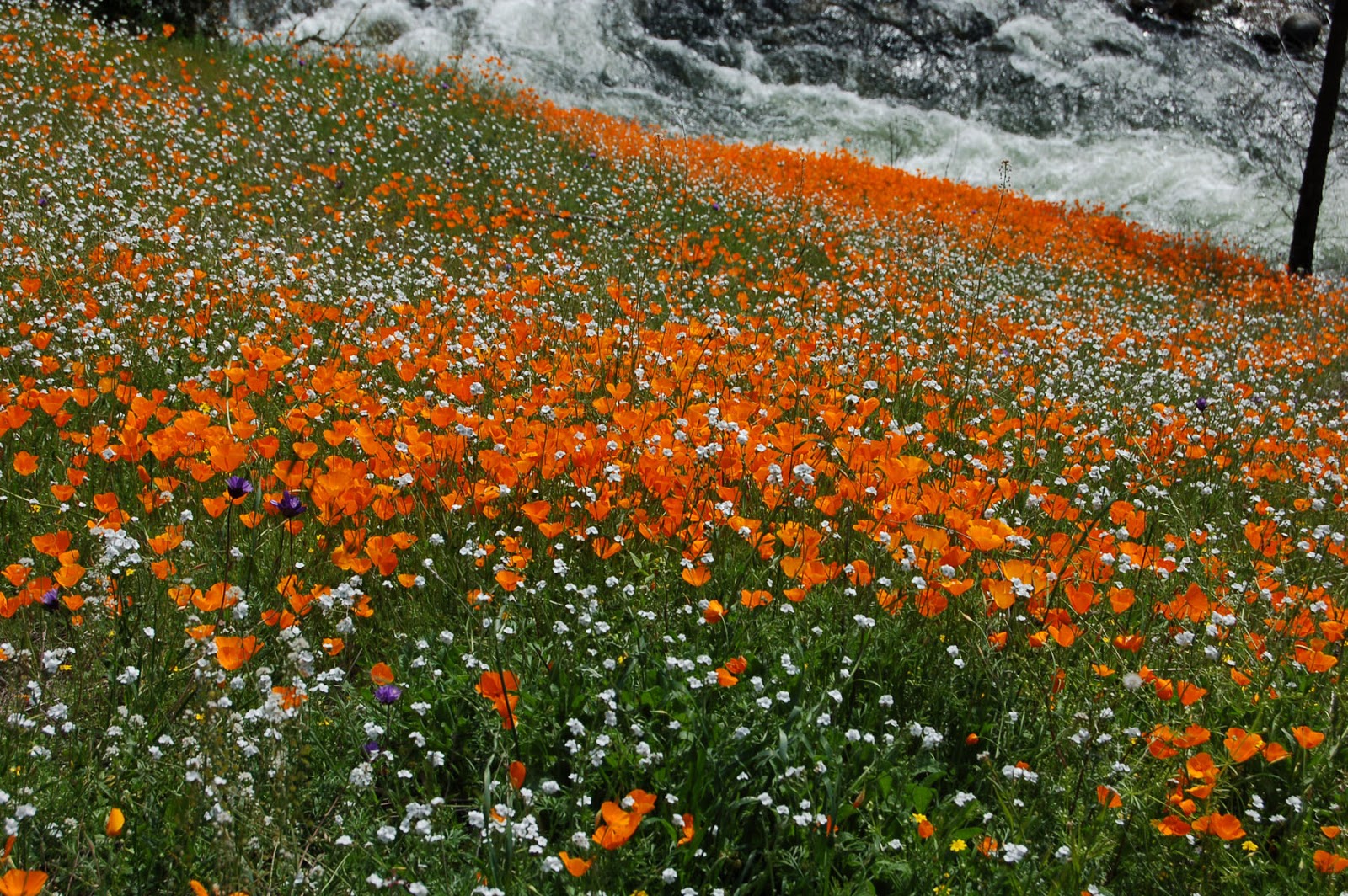biobabbler poppies & popcorn flowers 1 shot post