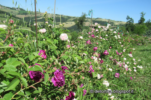 Confettura di petali di rose, gelatina di tarassaco, oleolito di rose, oleolito di lavanda, oleolito di cipresso ,oleolito di lavandino, oleolito di salvia, oleolito di iperico, oleolito di rosmarino e confetture, sali aromatizzati ed aromatici e ghirlande