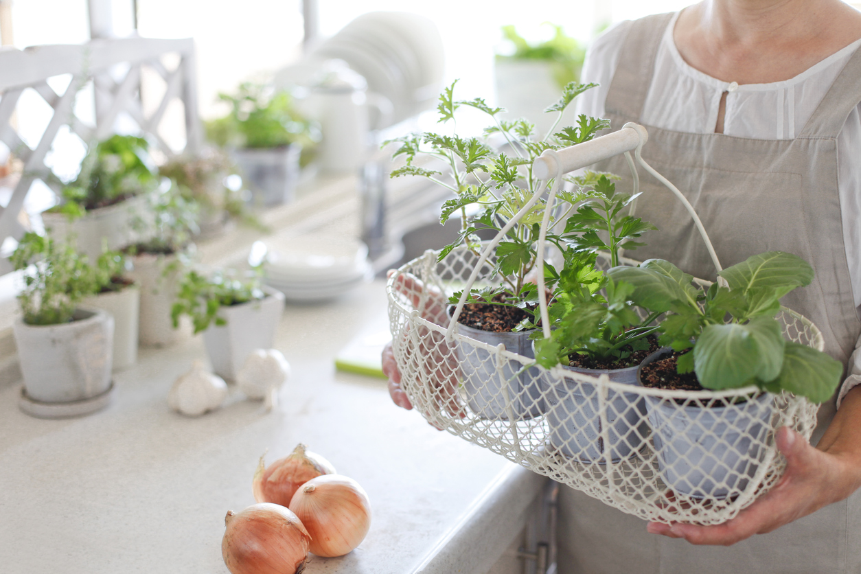 Quelles plantes d'intérieur choisir pour quelle pièce de la maison