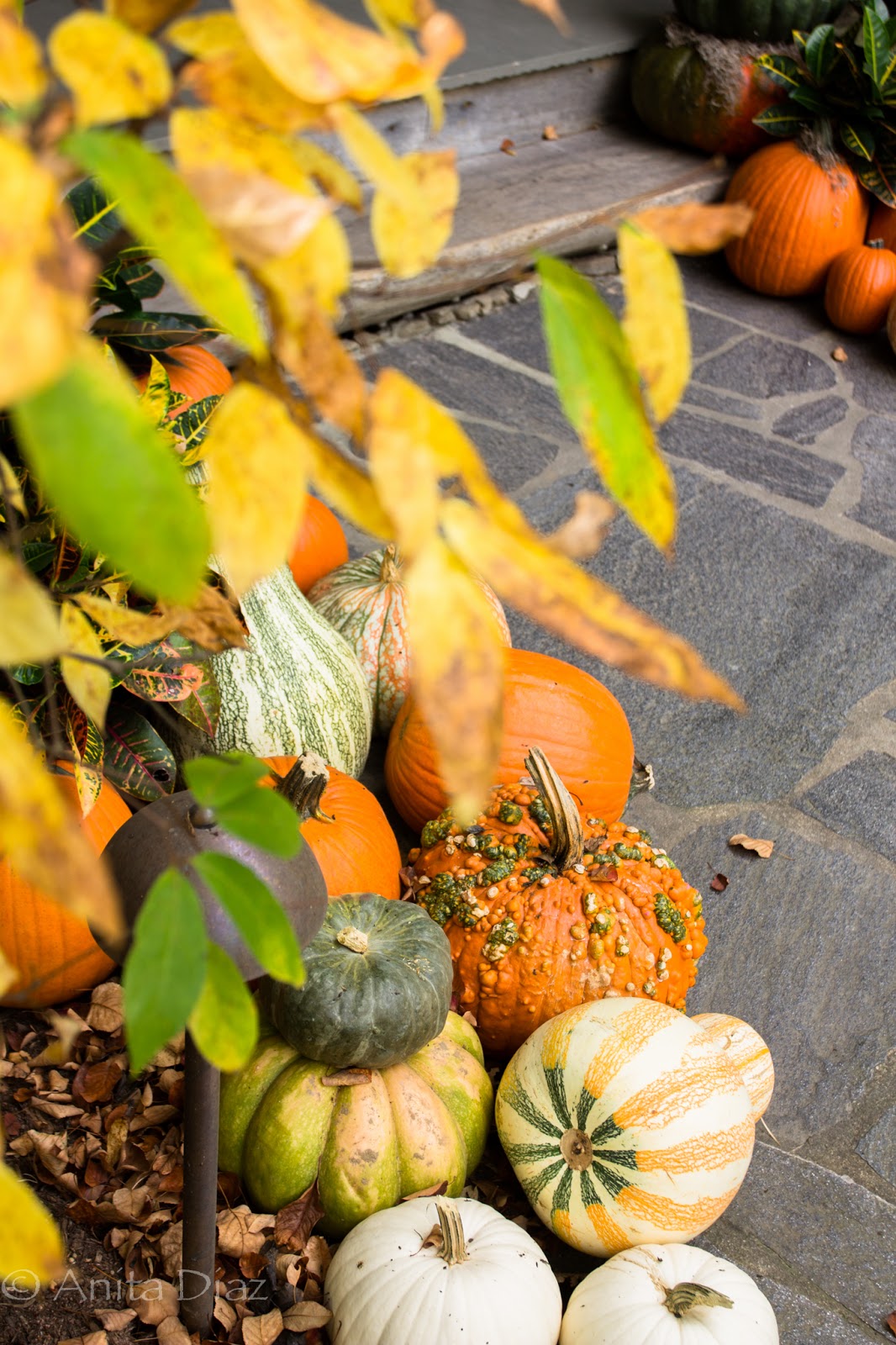 Balsam Mountain Preserve —  Fall at the Boarding House