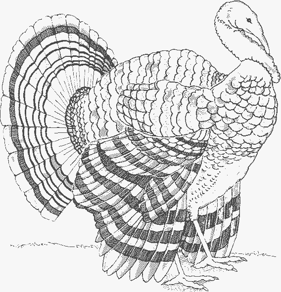 turkey coloring pages coloring.filminspector.com