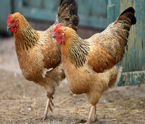 Erek Erek Ayam 2D 3D 4D Menurut Buku Mimpi Erek Erek