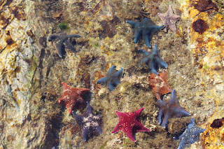 Intertidal life in Haida Gwaii