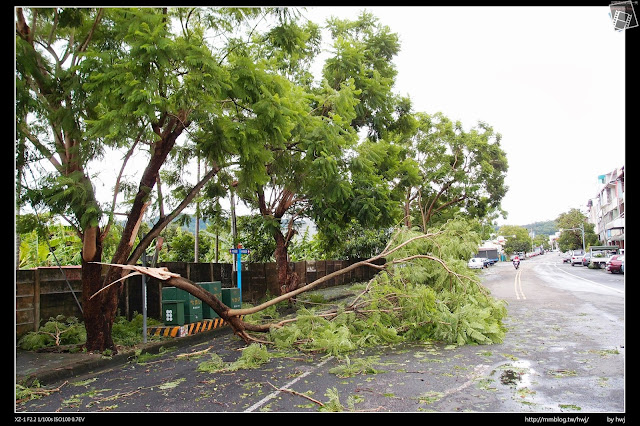 2013-07-13 蘇利颱風侵襲南投 中興的藍花楹還好不是整顆倒掉                                                                   