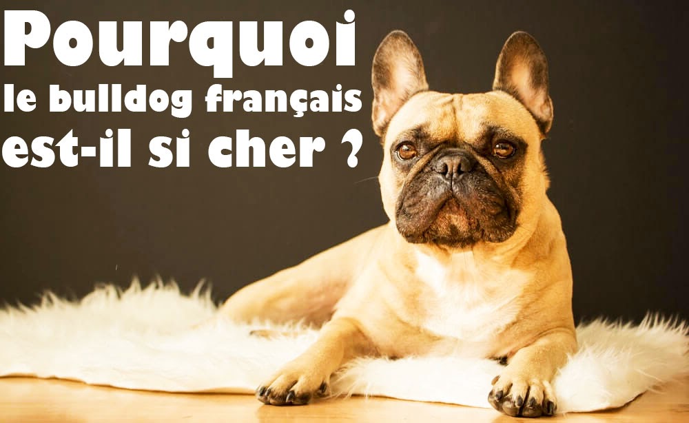 Prix Bouledogue Francais Pourquoi Le Boubou Est Il Si Cher