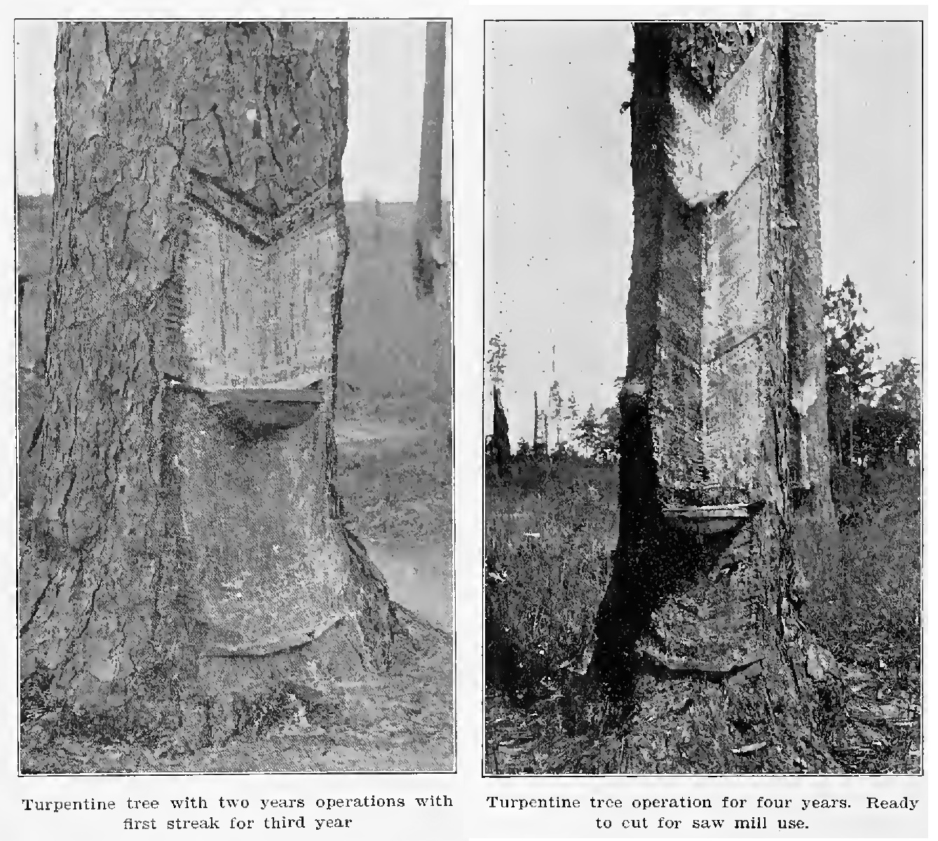 Tammany Family Naval Stores Rosin and Turpentine