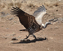 Rüppell's Vulture, Burung Yang Mampu Terbang Paling Tinggi di Dunia