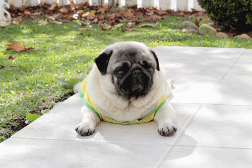 Download Cute Dog Animated Gif | PNG & GIF BASE