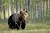 Sentenza storica: il Consiglio di Stato chiede al Trentino di liberare l’orso M57