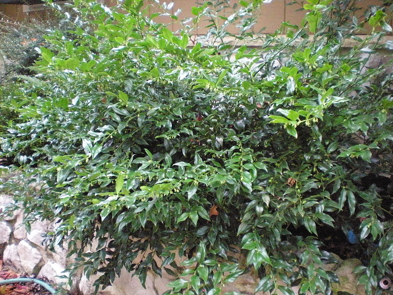 Gardening With Grace: Sarcococca--Say That 5 Times, Real Fast!