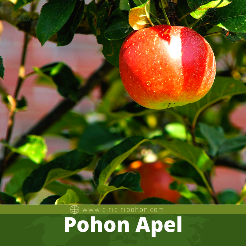 Pohon Apel