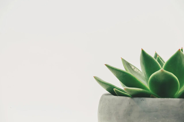 Beginners Guide and Tips to Succulents