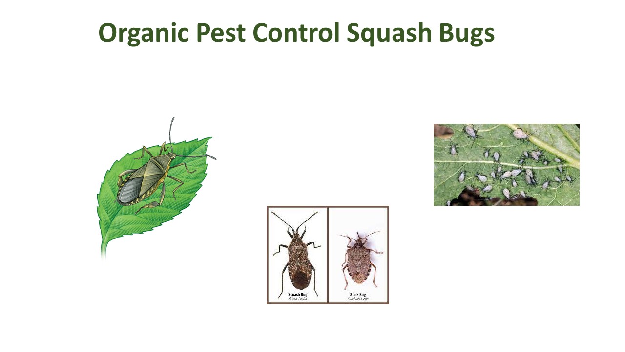 Organic Pest Control Squash Bugs
