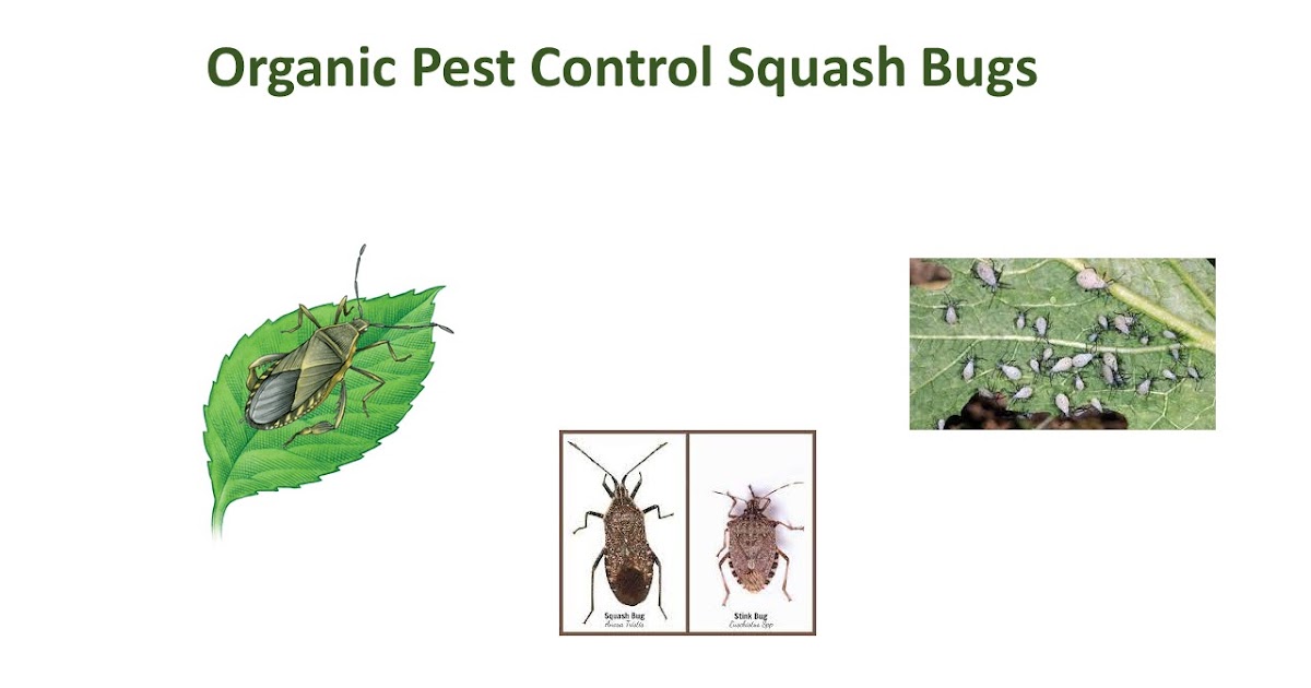 Organic Pest Control Squash Bugs