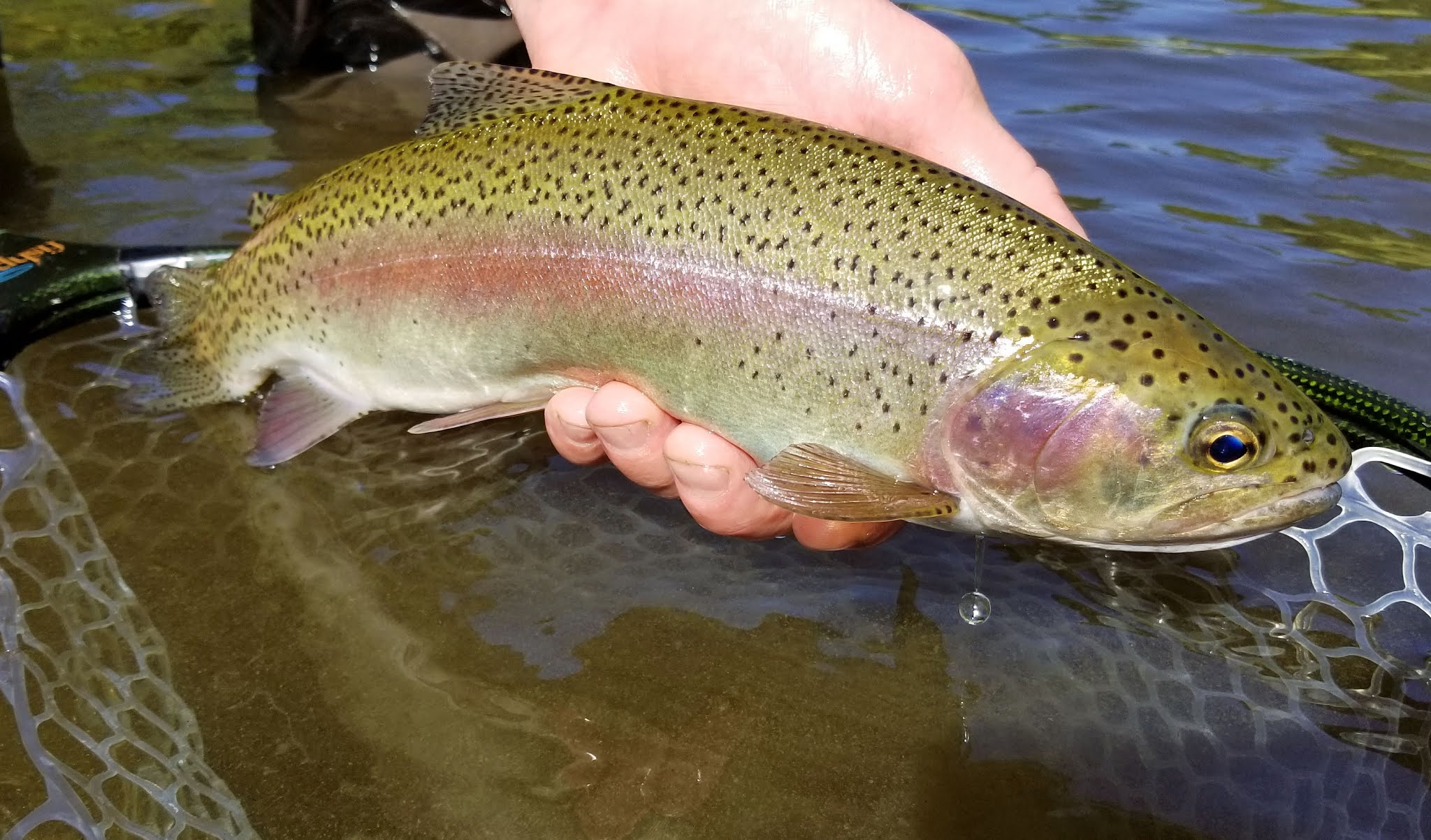 Jon Baiocchi Fly Fishing News Middle Fork Feather River Fly Fishing