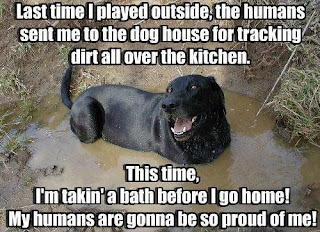 Dog Memes Dog Memes