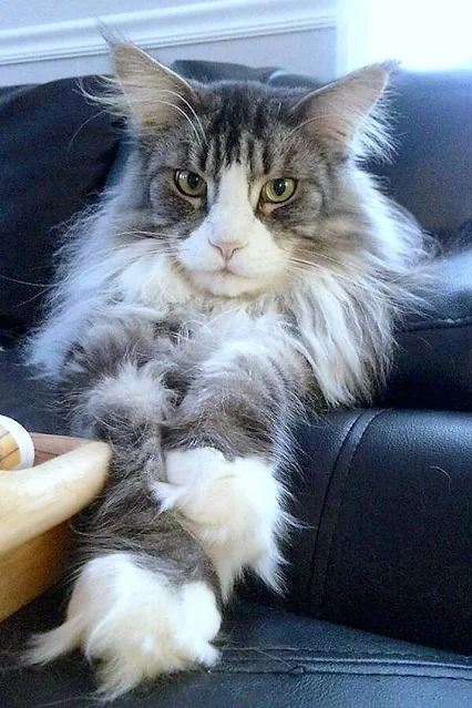 Maine Coon with magnificent toe tufts