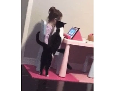 Cat snuggles up to toddler friend