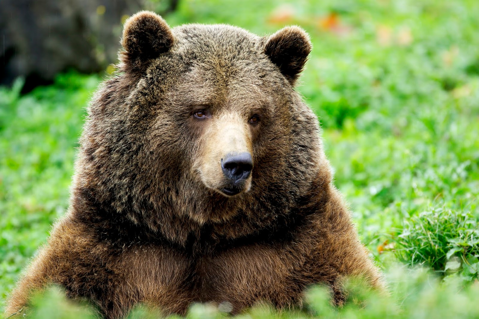 Fundación LURGAIA Fundazioa: Documental quot El oso pardo: las huellas de