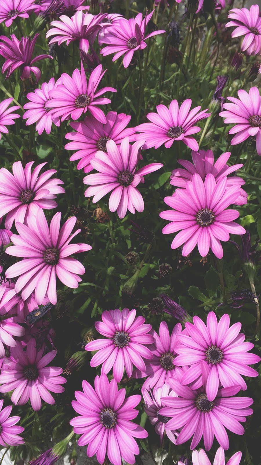 Aesthetic flowers