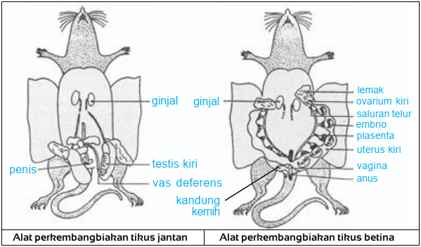 Gambar Bagian Reproduksi pada Ikan, Katak, Reptil, Burung, dan Mamalia