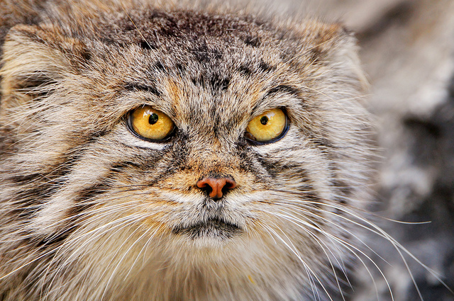 Manul – the Cat that Time Forgot | The Ark In Space