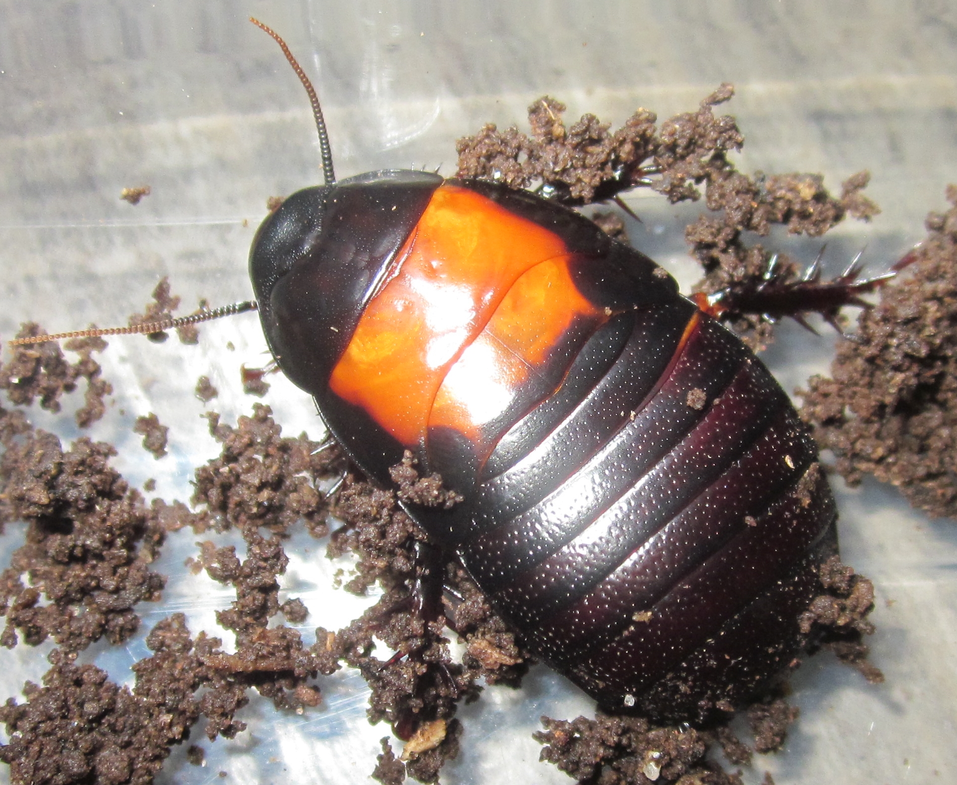 Panesthia angustipennis cognata "Cambodia" (Orangeback Roach