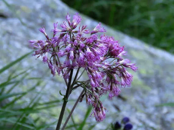 Miłosna górska (Adenostyles alliariae) rosliny