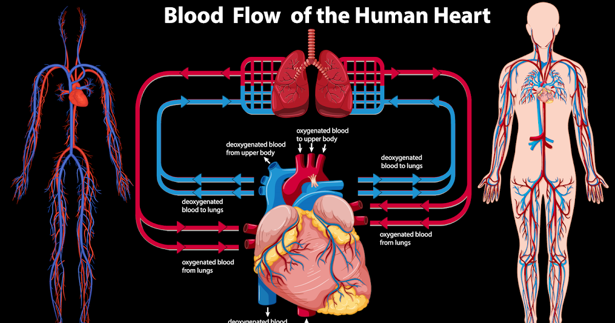 √Kumpulan 80+ Contoh Soal Sistem Peredaran Darah Manusia