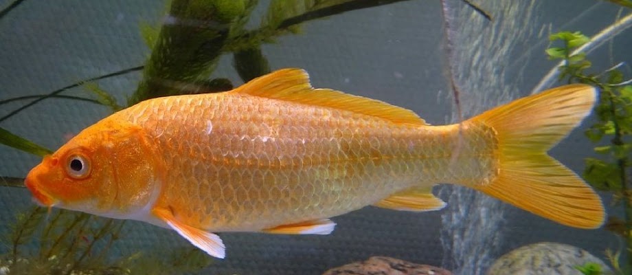 Jenis Ikan Mas Terlengkap Beserta Gambarnya
