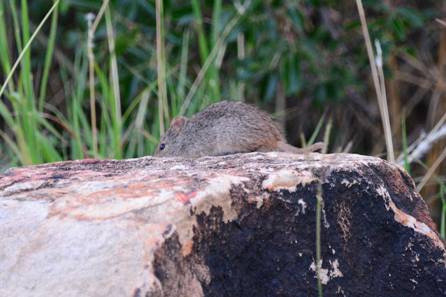 Sigmodon hispidus Sigmodon hispidus
