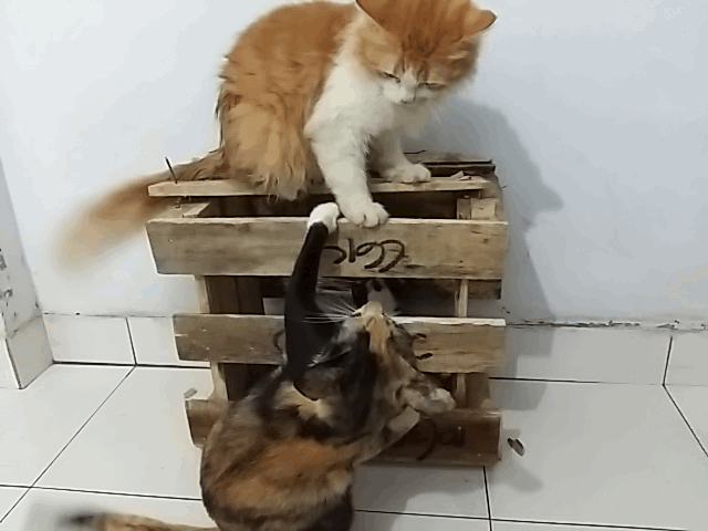 Yuki dan Belang