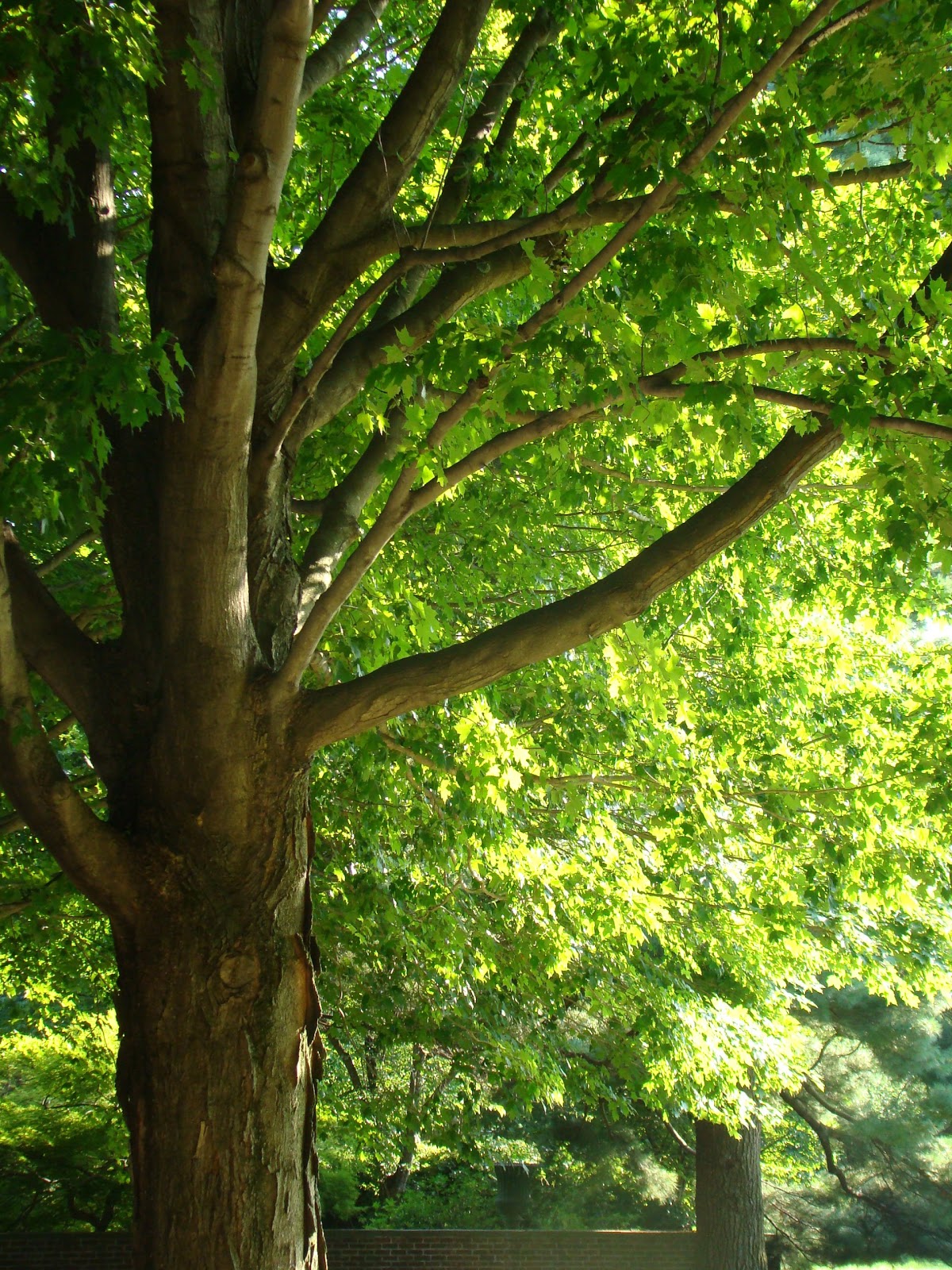 Garden Design 'Lifting' a Tree's Canopy