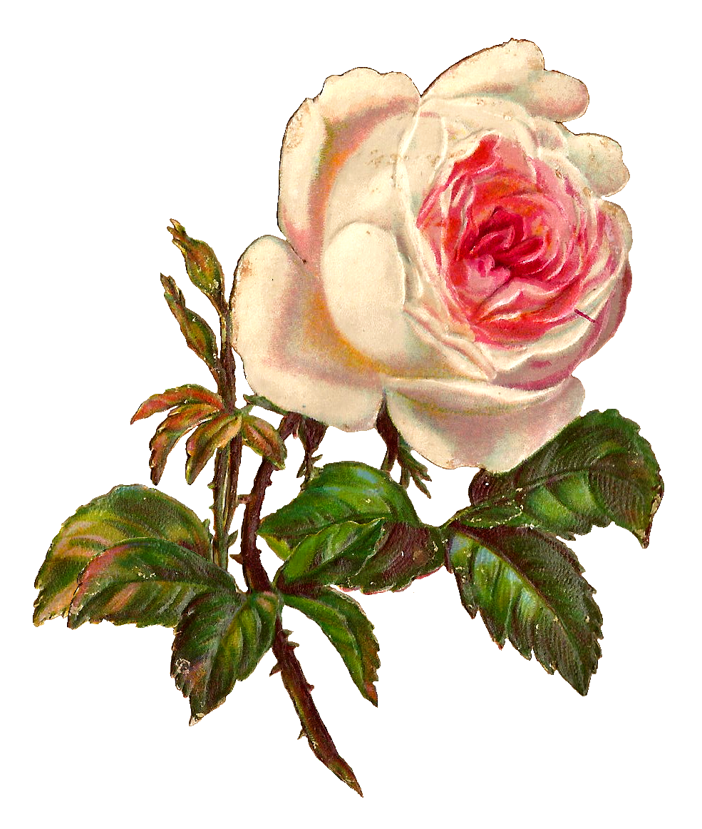 Antique Images: White Rose Digital Illustration Flower Printable Clip Art