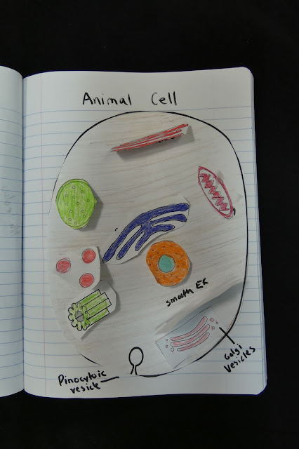 animal cell model