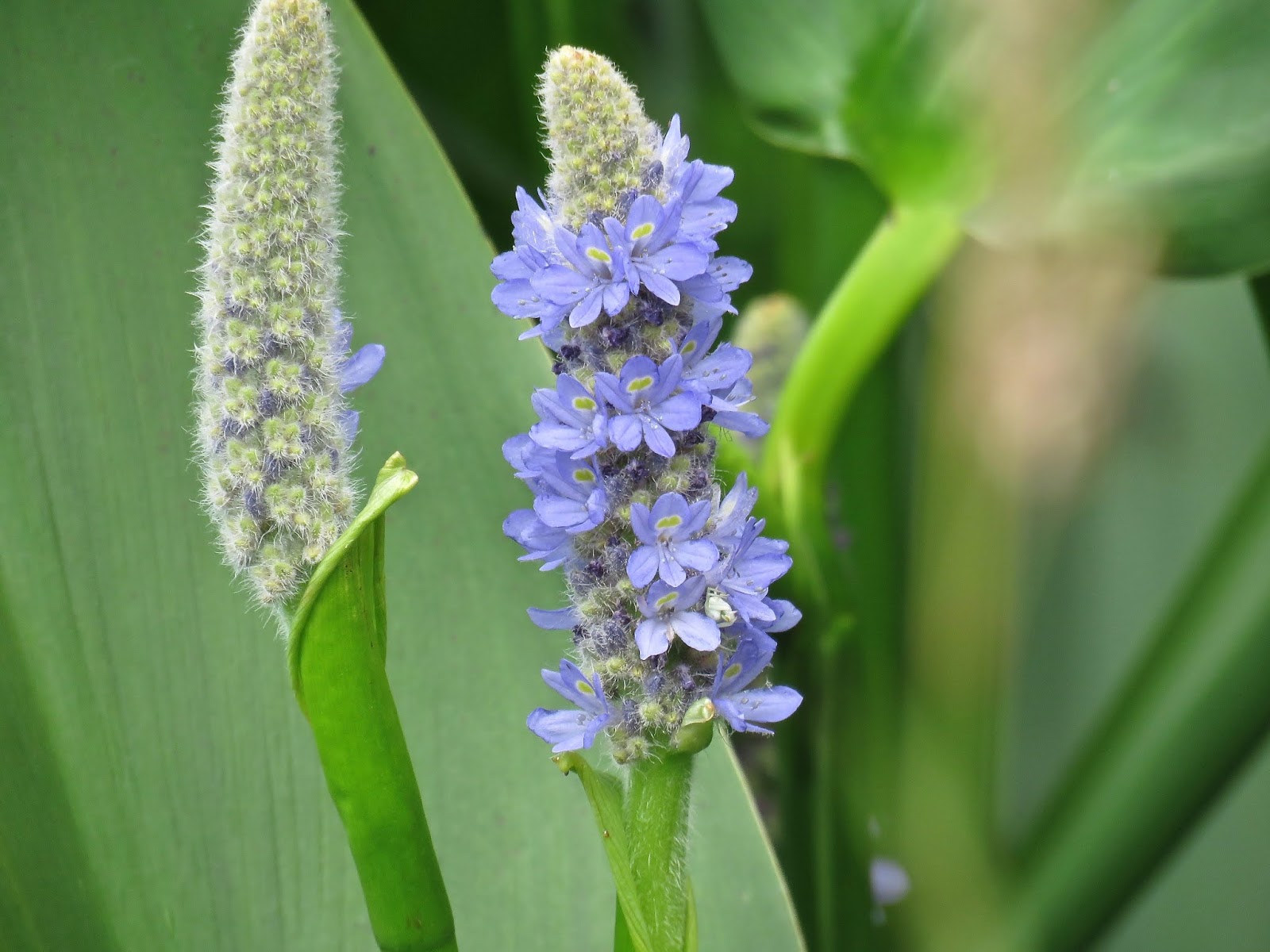 pickerelweed-koi-pond-plants-winter