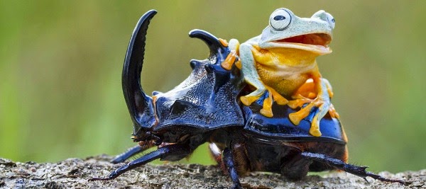 Reinwardt's flying frog seen climbing on top of the black beetle Watch this Cowboy Frog have fun riding a Beetle via geniushowto.blogspot.com reinwardt's flying frog seen climbing on top of the black beetle