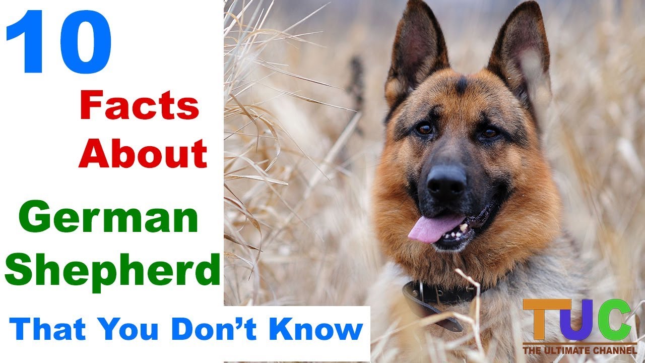 Pets Product Reviews 10 Noble Facts About German Shepherds