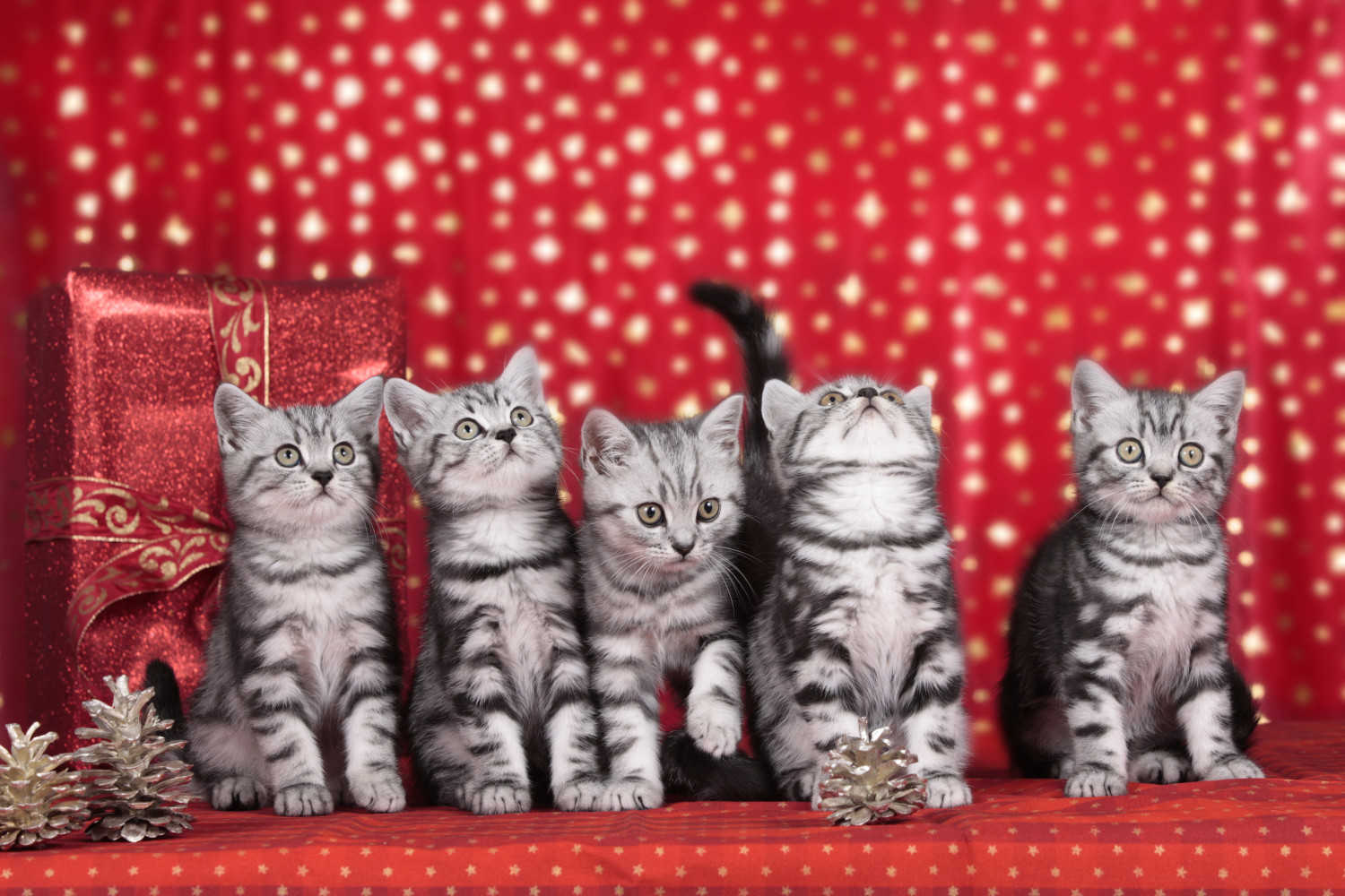 Koleksi Gambar Kucing Comel Manja Gebu Lucu & Cute (Kartun ...