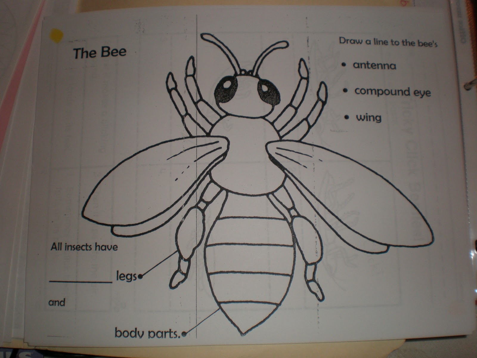 Ms. Alexander's Teaching Adventures: Introducing Insects!
