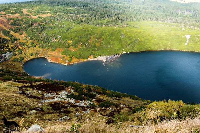 podróże z psem słonecznik w Karkonoszach