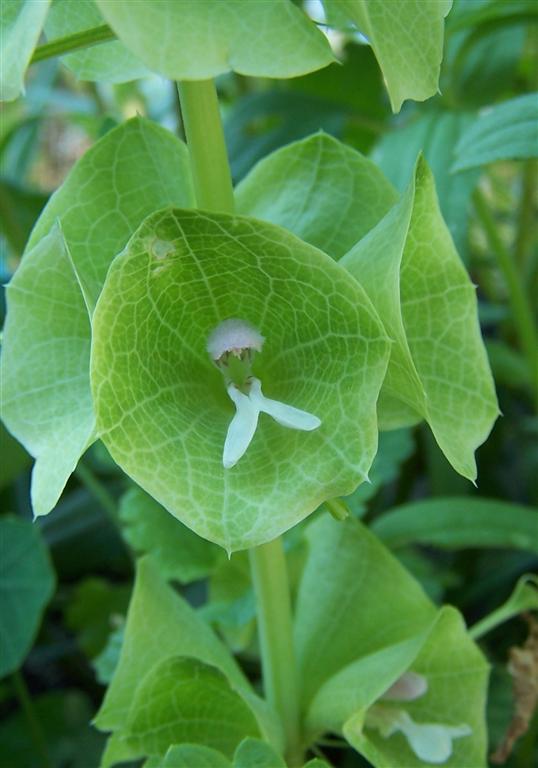 Perennial Passion Bells of Ireland