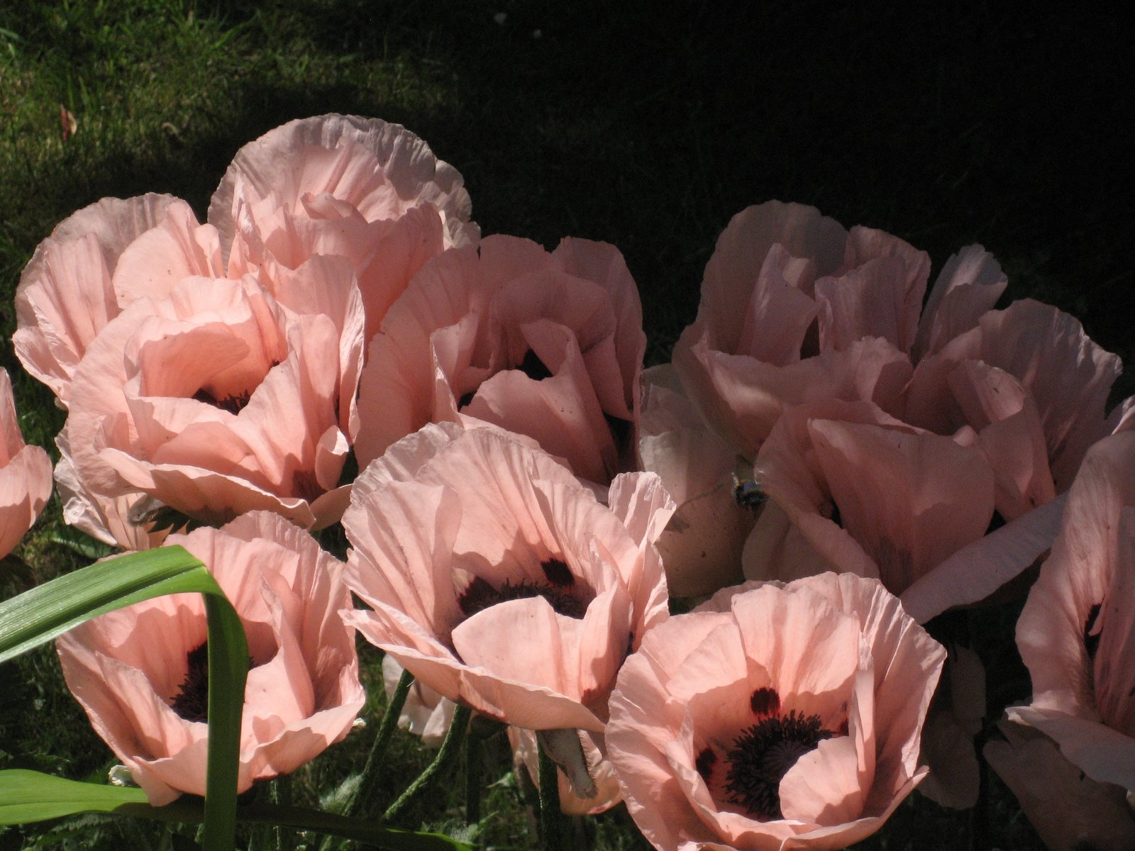 Handmade Happiness Giant poppies and crepe paper