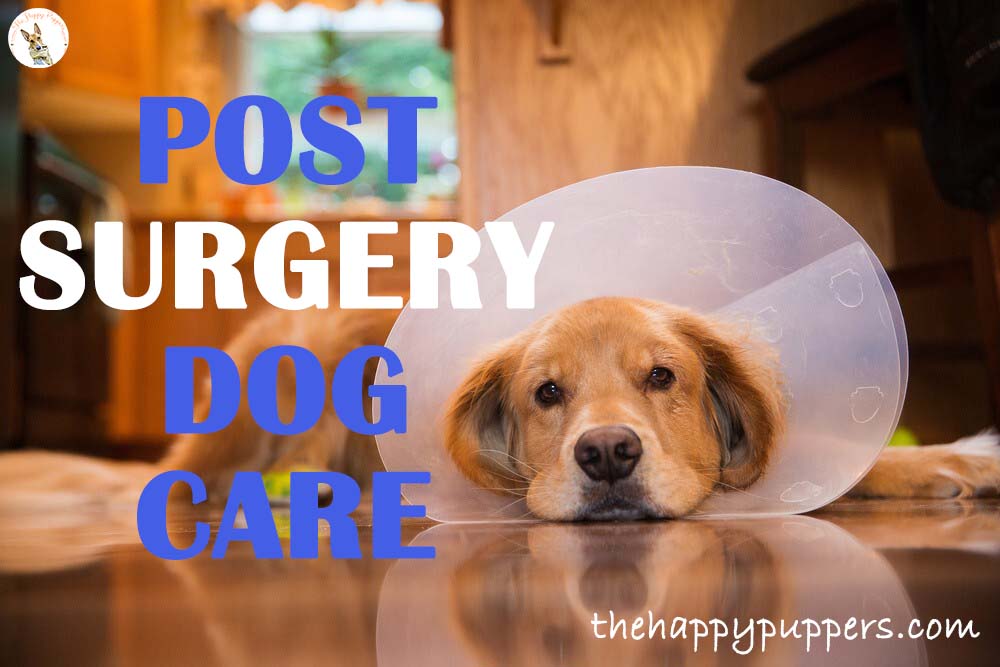 Post surgery dog care tips for easy recovery Post surgery dog care tips for easy recovery