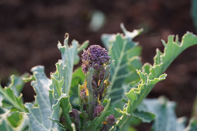 Purple Sprouting Broccoli - astubbornoptimist.blogspot.com - Carrie Gault 2020