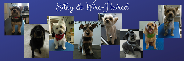 Silky and Wire-haired Dogs