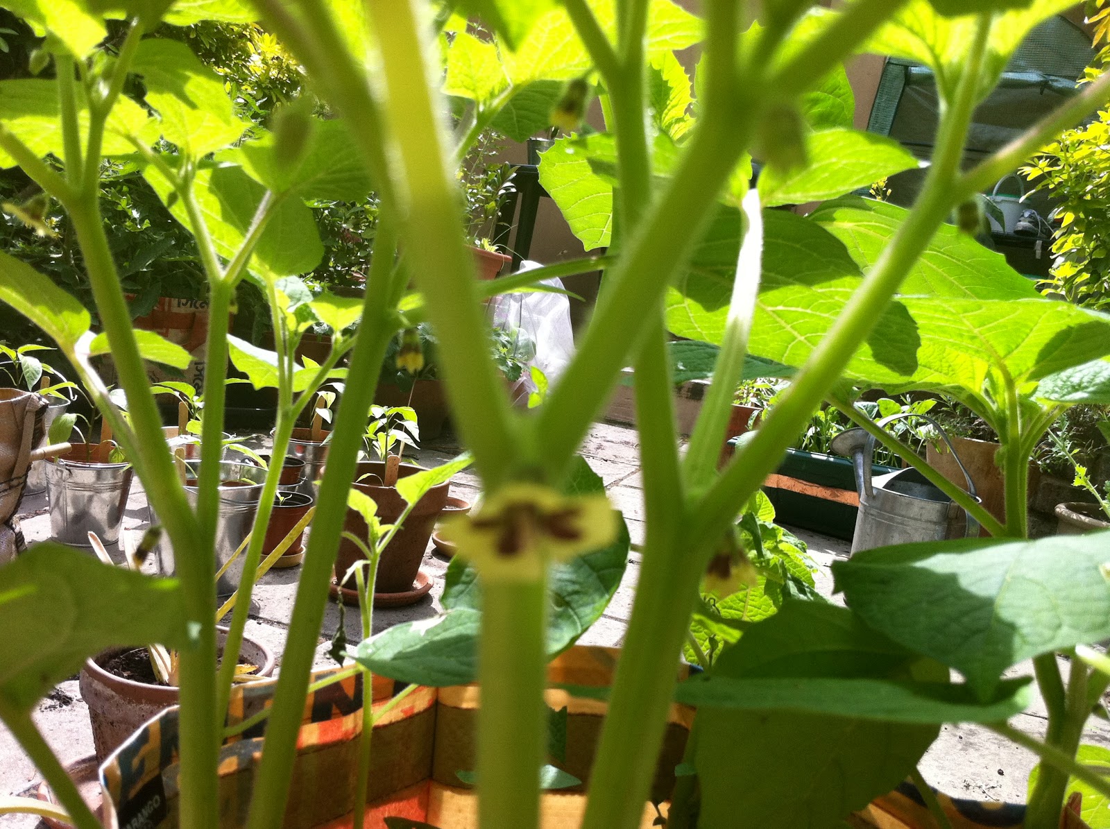 Claire's crops and crochet Cape Gooseberries and Tomatillos