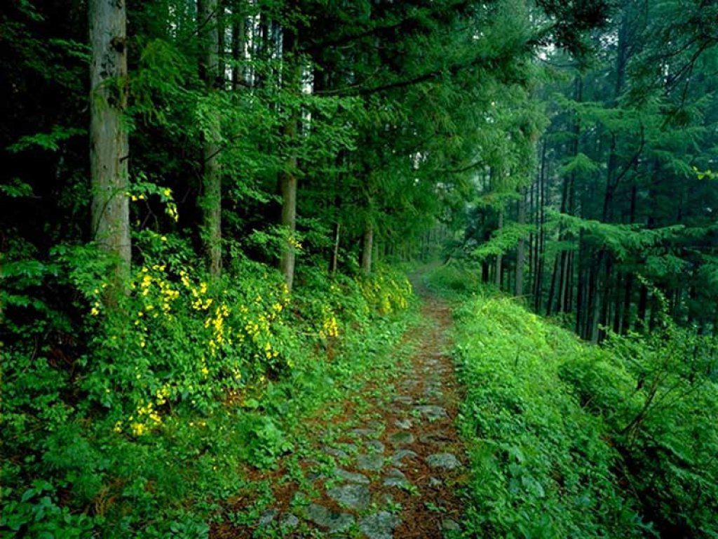 Foto foto Hutan Yang Indah Emmethe